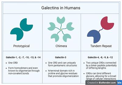 The role of galectins in mediating the adhesion of circulating cells to vascular endothelium